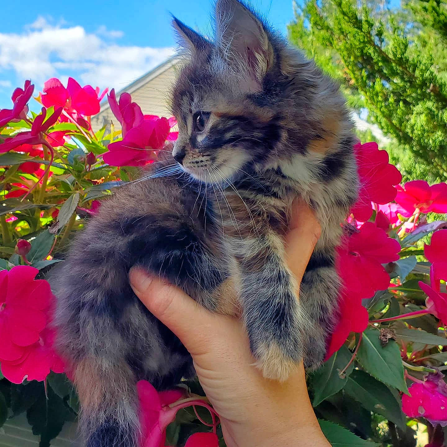 Sophie is registered to the contest to win money with this photo: canidae, carnivore, cat, dog_breed, fawn, felidae, fur, kitten, maine_coon, mammal, pink, plant, small_to_medium_sized_cats, vertebrate, whiskers