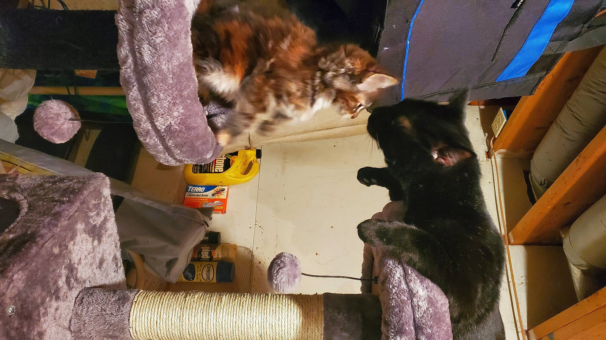 Sophie is registered to the contest to win money with this photo: carnivore, cat, domestic_short_haired_cat, felidae, fur, small_to_medium_sized_cats, whiskers