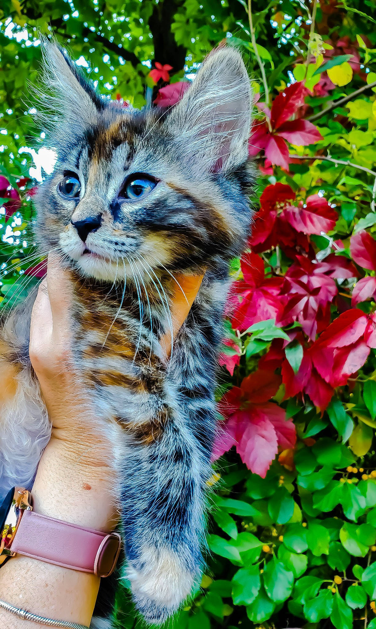 Sophie is registered to the contest to win money with this photo: asian, carnivore, cat, domestic_short_haired_cat, european_shorthair, fawn, felidae, fur, grass, kitten, maine_coon, pixie_bob, plant, small_to_medium_sized_cats, tabby_cat, toyger, tree, whiskers