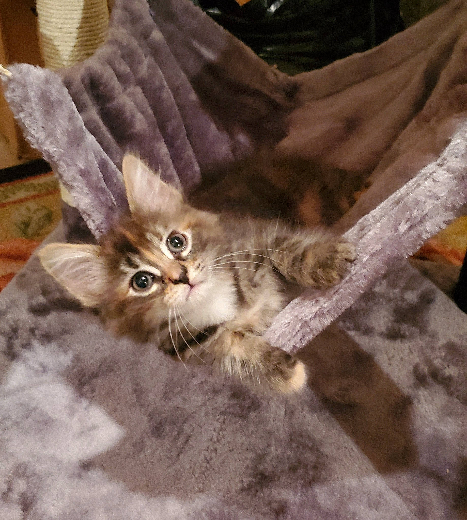 Sophie joined the competition — help win amazing prizes! asian, carnivore, cat, domestic_short_haired_cat, european_shorthair, fawn, felidae, fur, kitten, maine_coon, mammal, norwegian_forest_cat, pixie_bob, rusty_spotted_cat, small_to_medium_sized_cats, tabby_cat, tail, whiskers, wild_cat