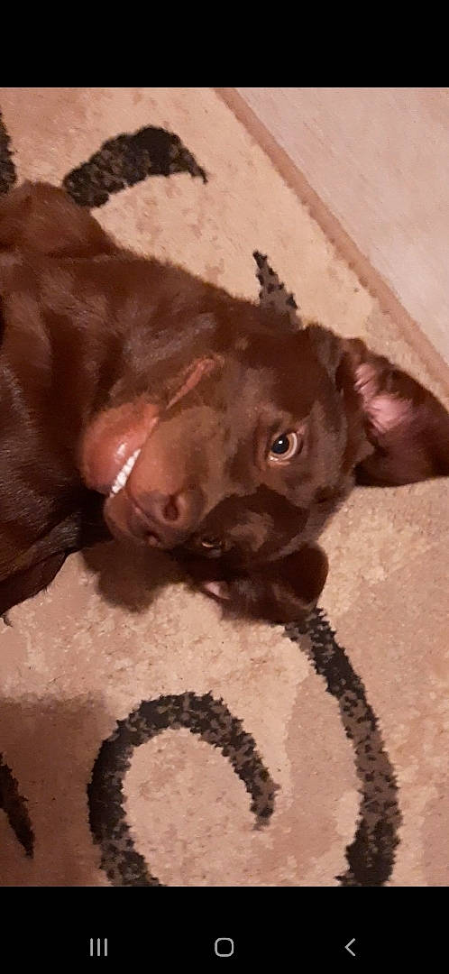 Myles joined the competition — help win amazing prizes! brown, canidae, carnivore, companion_dog, dog, dog_breed, ear, fawn, felidae, fur, liver, paw, pet_supply, snout, sporting_group, tail, terrestrial_animal, toy_dog, whiskers, working_animal