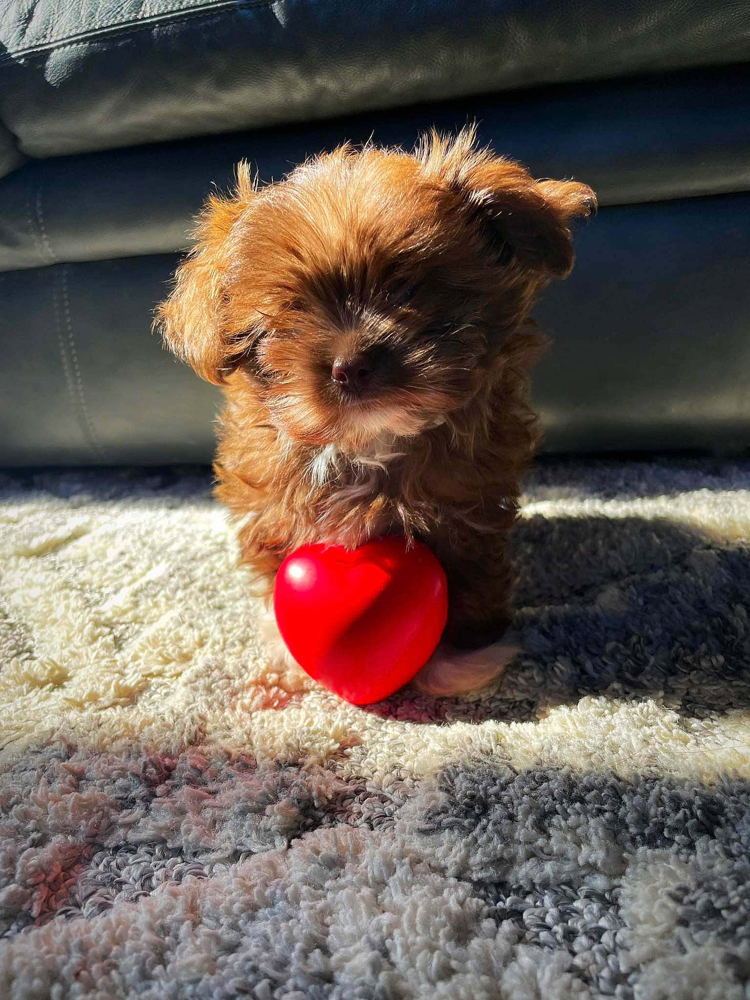 Danner joined the competition — help win amazing prizes! canidae, carnivore, companion_dog, dog, dog_breed, dog_supply, fawn, fur, liver, paw, pet_supply, small_terrier, snout, soil, sporting_group, terrestrial_animal, terrier, toy_dog, working_animal, working_terrier