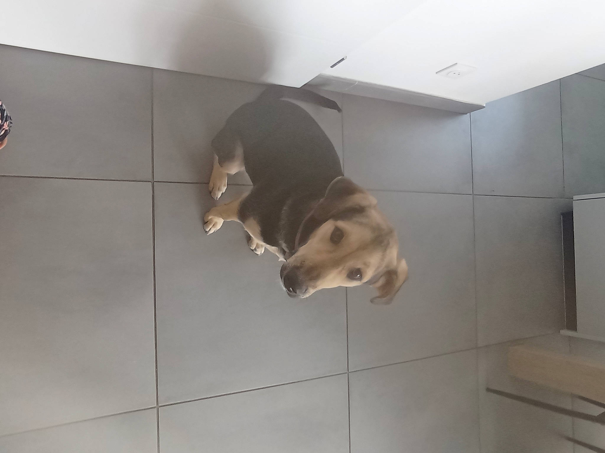 Bella participe au concours pour gagner de l'argent avec cette photo : canidae, carnivore, ceiling, companion_dog, dog, dog_breed, fawn, felidae, floor, flooring, hardwood, logo, pet_supply, room, small_to_medium_sized_cats, snout, sporting_group, tail, tile, window