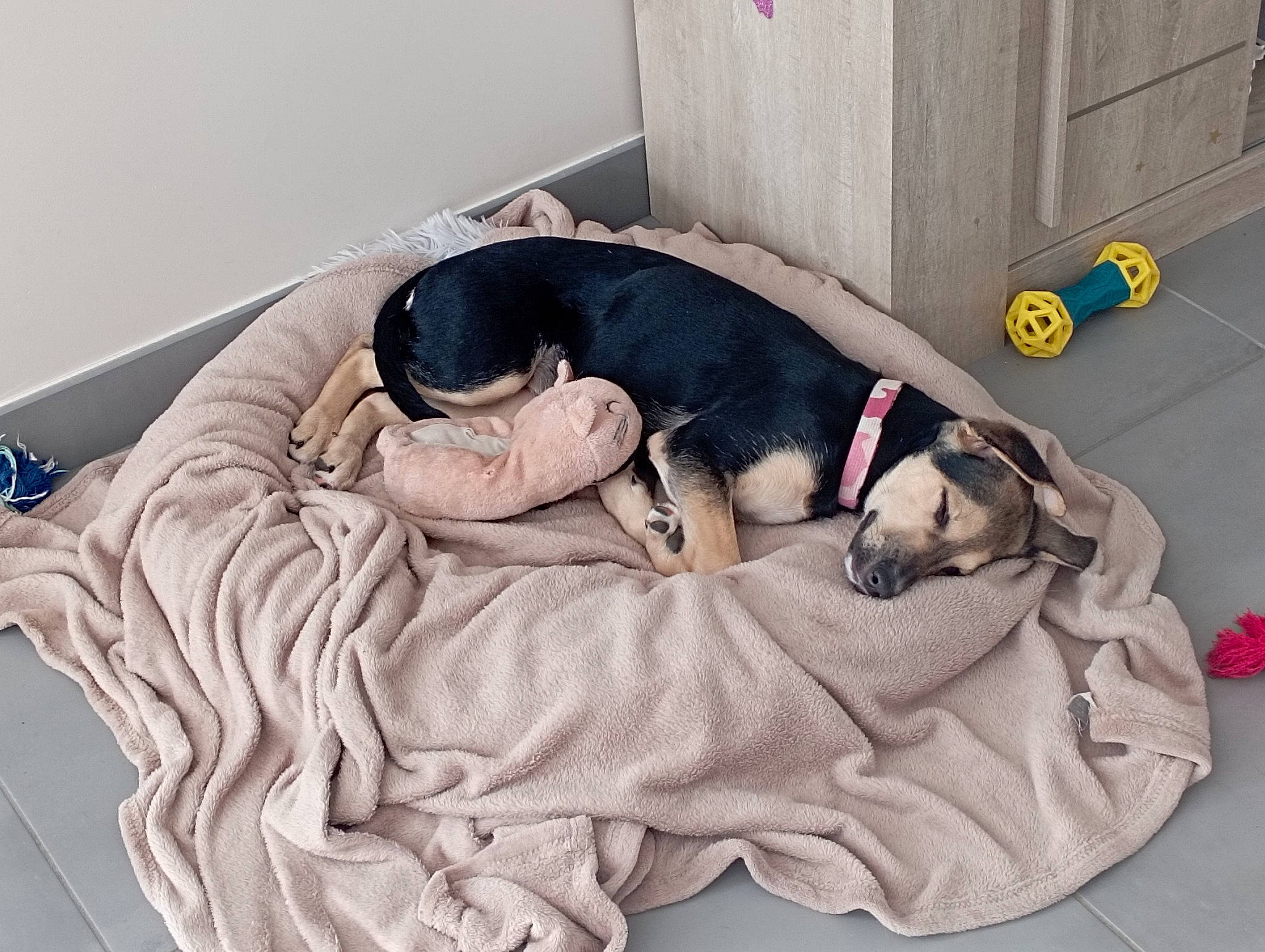 Bella participe au concours pour gagner de l'argent avec cette photo : canidae, carnivore, comfort, companion_dog, couch, dog, dog_bed, dog_breed, dog_supply, fawn, flooring, fur, linens, nap, pet_supply, sleep, sporting_group, studio_couch, tail, working_animal