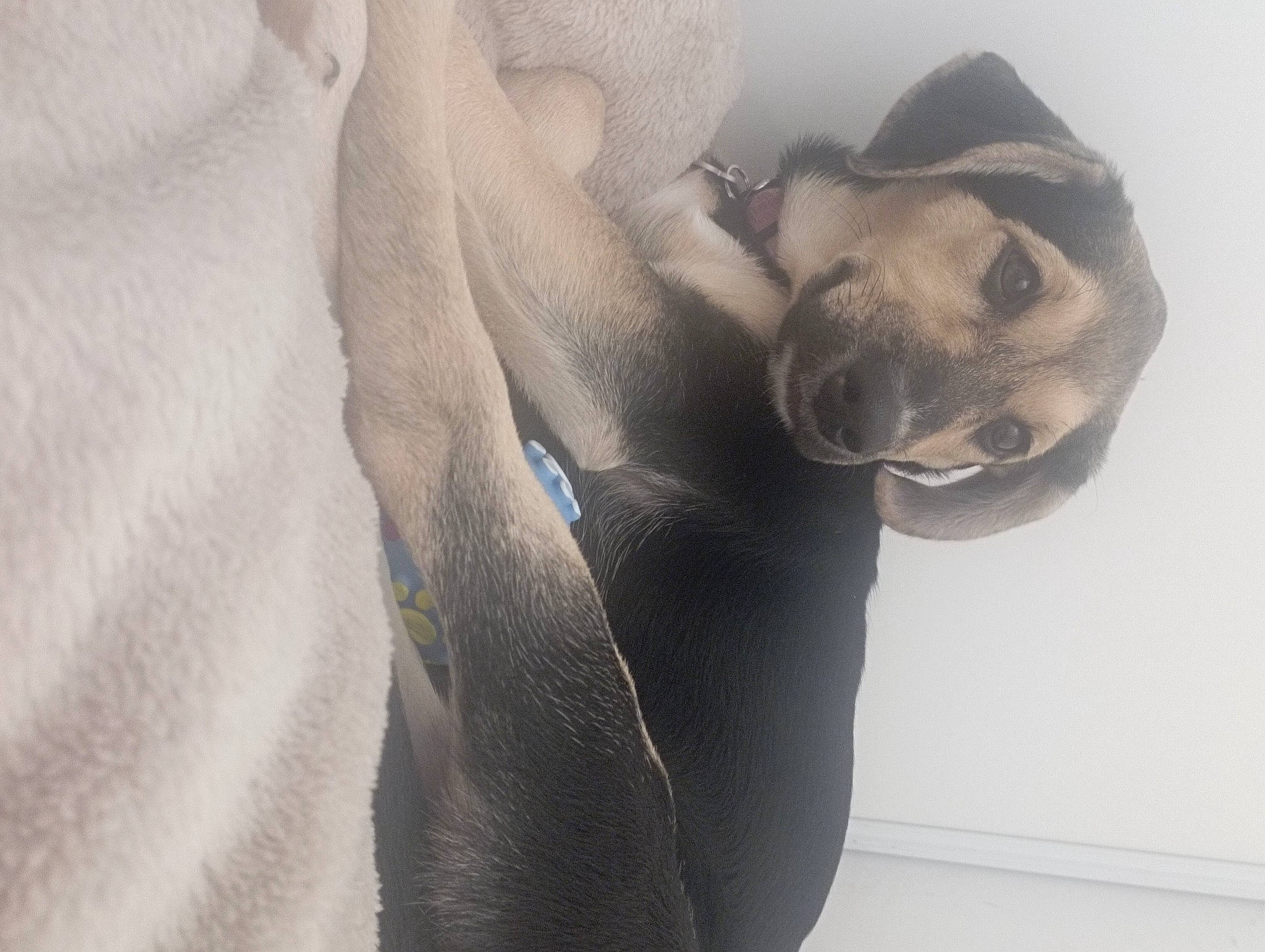 Bella a rejoint le concours — aidez-le/la à gagner de superbes lots ! beard, carnivore, chest, comfort, companion_dog, dog, dog_breed, dress, elbow, fawn, formal_wear, fur, gesture, grey, jaw, leg, sleeve, snout, sunglasses, whiskers