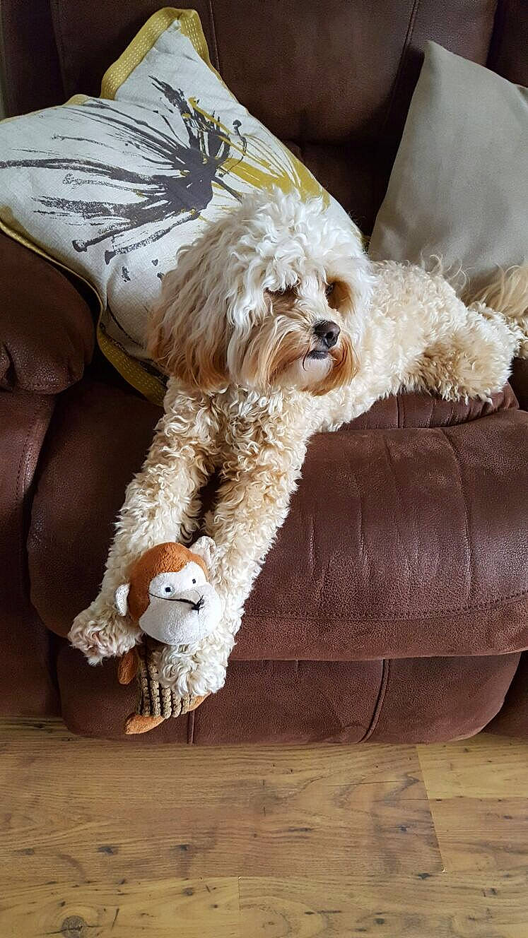 Ruby is registered to the contest to win money with this photo: canidae, carnivore, clock, companion_dog, couch, dog, dog_breed, dog_collar, eyewear, fur, glasses, goggles, poodle, small_terrier, sporting_group, sunglasses, terrier, toy_dog, watch, wood