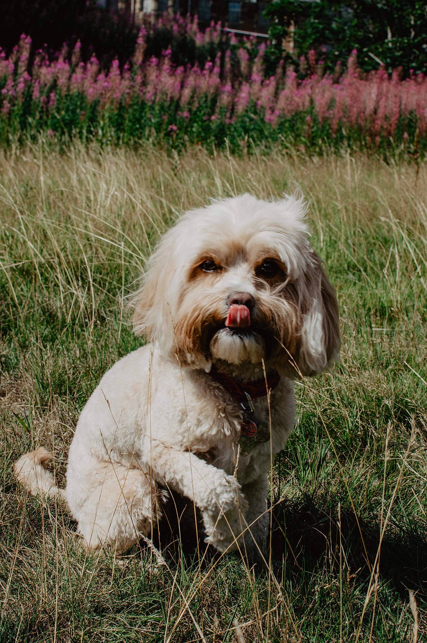 Ruby is registered to the contest to win money with this photo: canidae, carnivore, companion_dog, dog, dog_breed, dog_supply, fawn, fur, grass, grassland, liver, maltepoo, plant, shih_tzu, snout, sporting_group, terrestrial_animal, terrier, toy_dog, working_animal