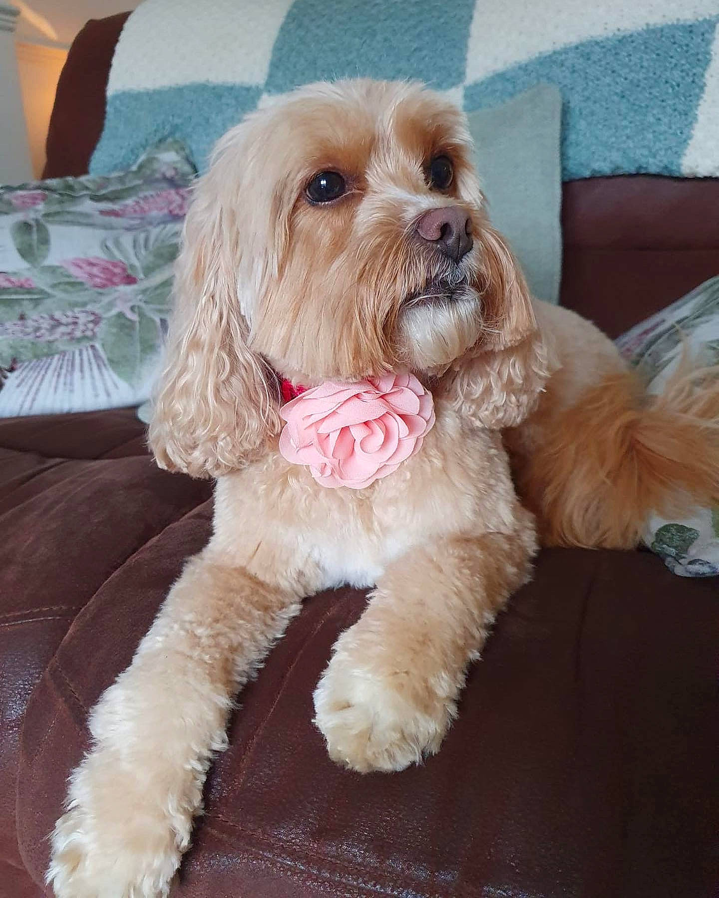 Ruby joined the competition — help win amazing prizes! carnivore, companion_dog, couch, dog, dog_breed, dog_clothes, dog_collar, dog_supply, fashion_accessory, fawn, fur, hat, liver, pillow, snout, sporting_group, terrier, toy_dog, watch, working_animal