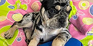 Frankie Jo is registered to the contest to win money with this photo: animal, blanket, blue_fabric, close_up, colorful, companion, curious, cute, dog, ears, fur, indoor, lying_down, paws, pet, puppy, resting, speckled, swirl_pattern, young_dog