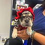 Frankie Jo joined the competition — help win amazing prizes! animal, blue_clothing, boxes, bracelet, closeup, curious, cute, dog, face, hand, holding, indoor, leash, nail_polish, person, pet, puppy, red_bonnet, shelf, young