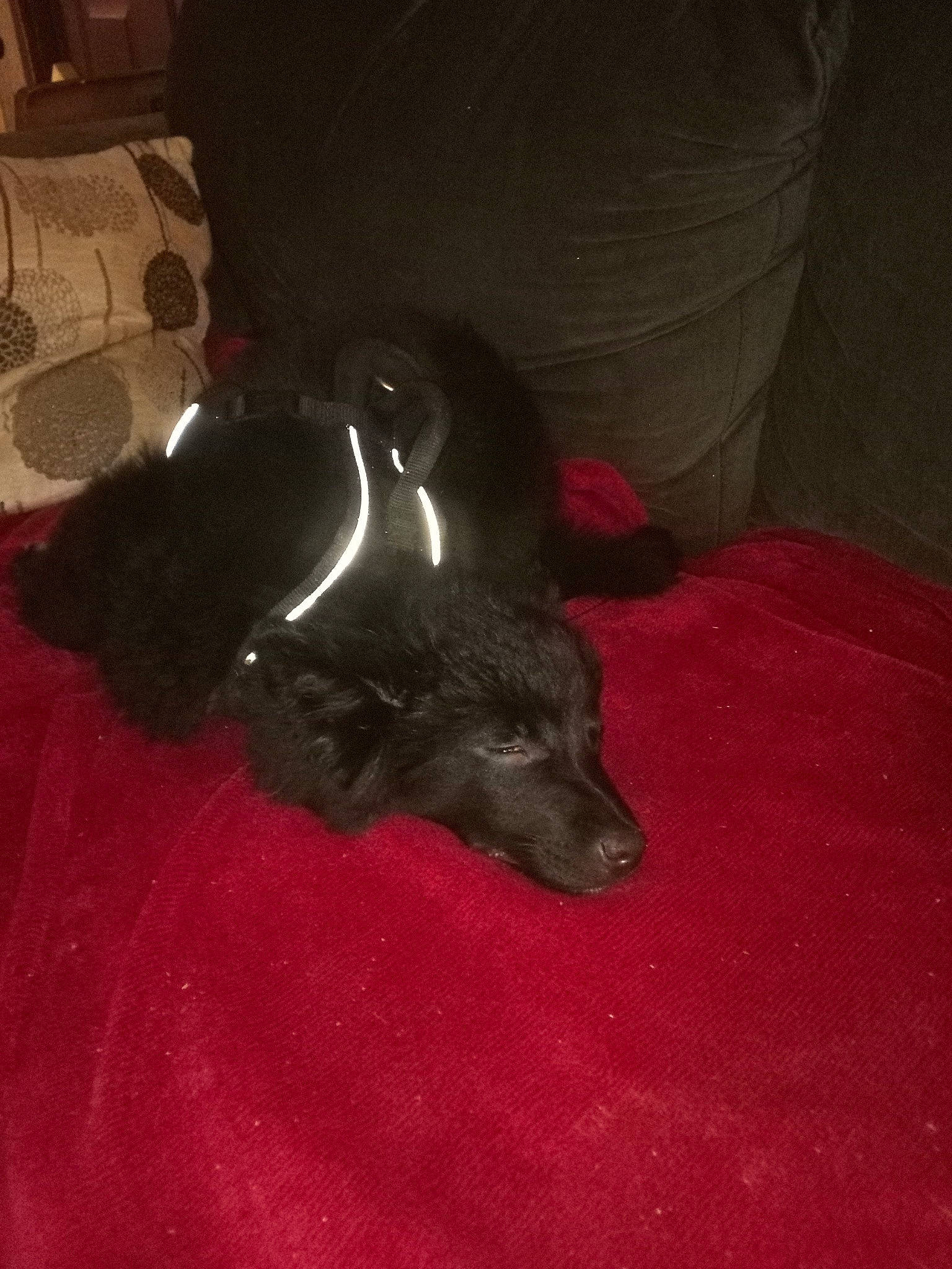 Boots is registered to the contest to win money with this photo: borador, canidae, carnivore, comfort, companion_dog, couch, dog, dog_breed, flooring, fur, grey, guard_dog, liver, non_sporting_group, sporting_group, tail, whiskers, working_animal