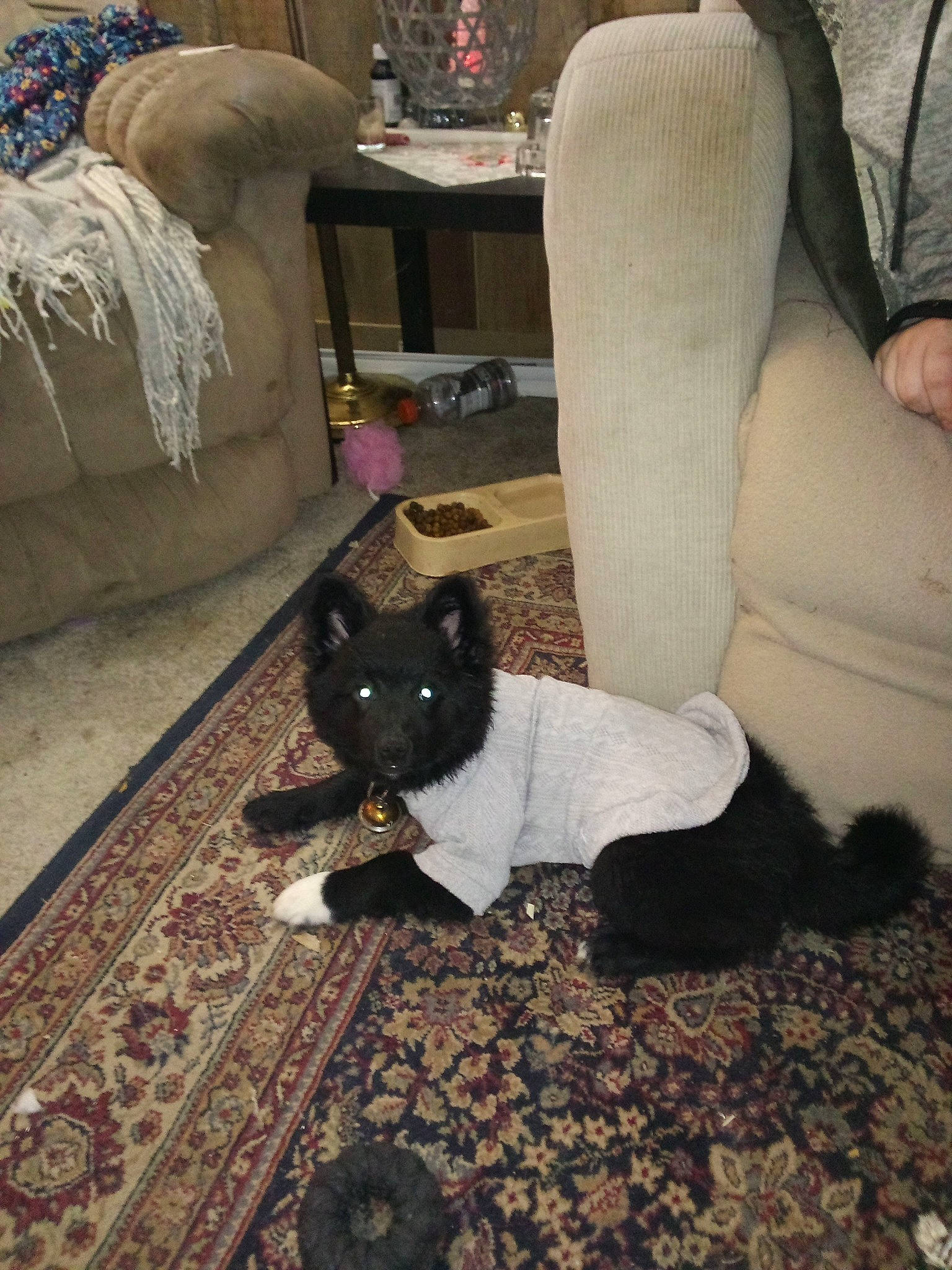 Boots is registered to the contest to win money with this photo: carnivore, cat, chair, comfort, companion_dog, dog_breed, fawn, felidae, floor, flooring, fur, grey, hardwood, human_leg, room, small_to_medium_sized_cats, tail, textile, whiskers, wood