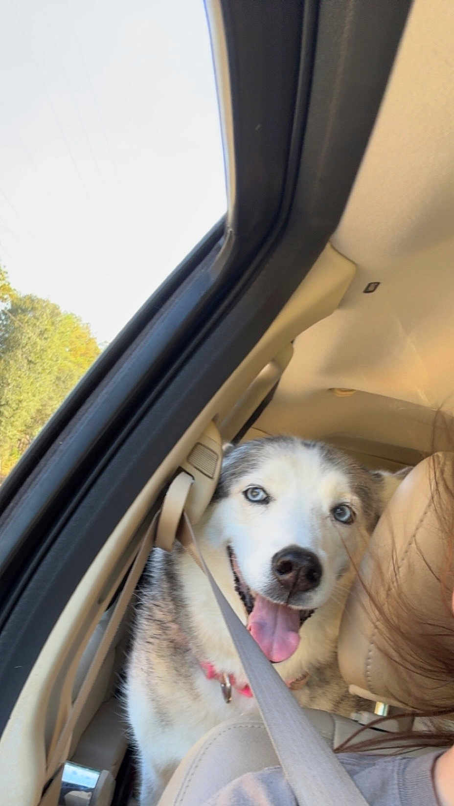 Miska is registered to the contest to win money with this photo: dog, husky, blue_eyes, car, seatbelt, backseat, happy, tongue_out, pet, animal, fur, window, daylight, travel, road_trip, collar, canine, interior, smiling, transportation