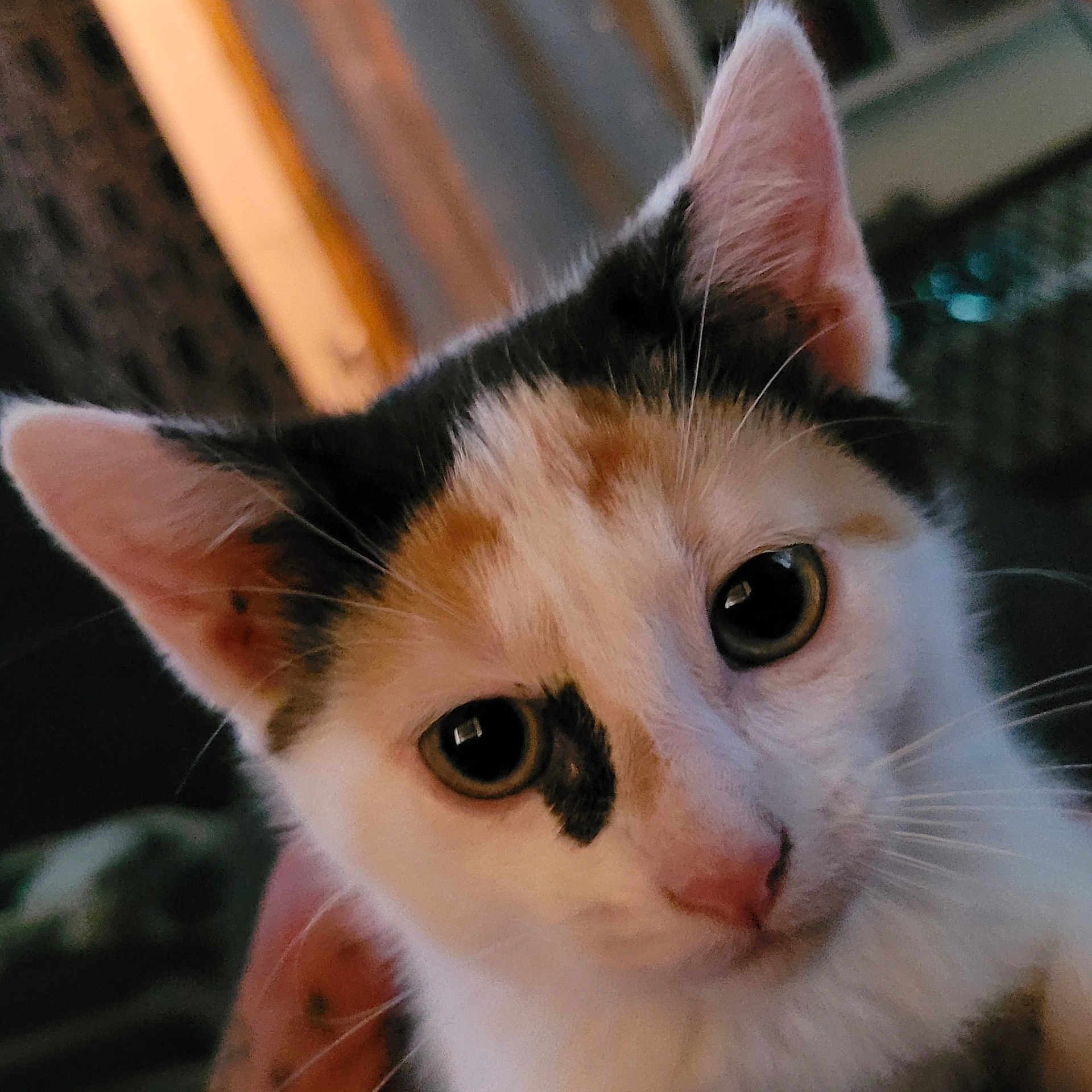 Baby Deanine