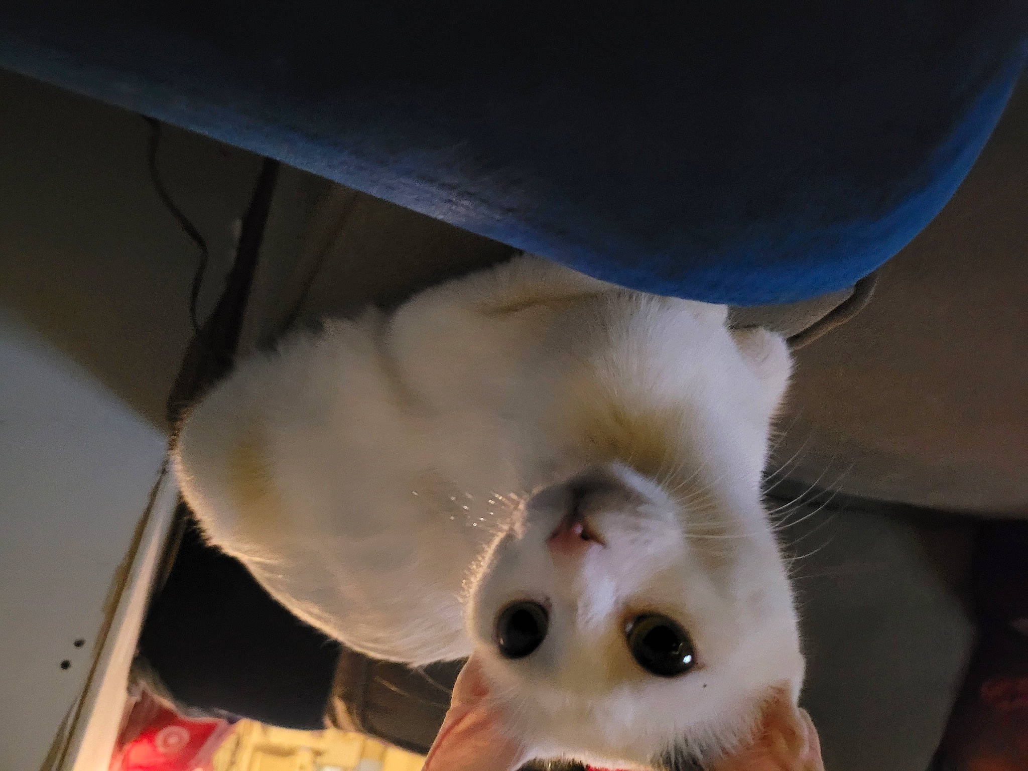 Paloma is registered to the contest to win money with this photo: canidae, carnivore, companion_dog, dog_breed, ear, eye, fawn, felidae, foot, fur, jaw, non_sporting_group, paw, puppy, small_to_medium_sized_cats, snout, spitz, sporting_group, toy_dog, whiskers