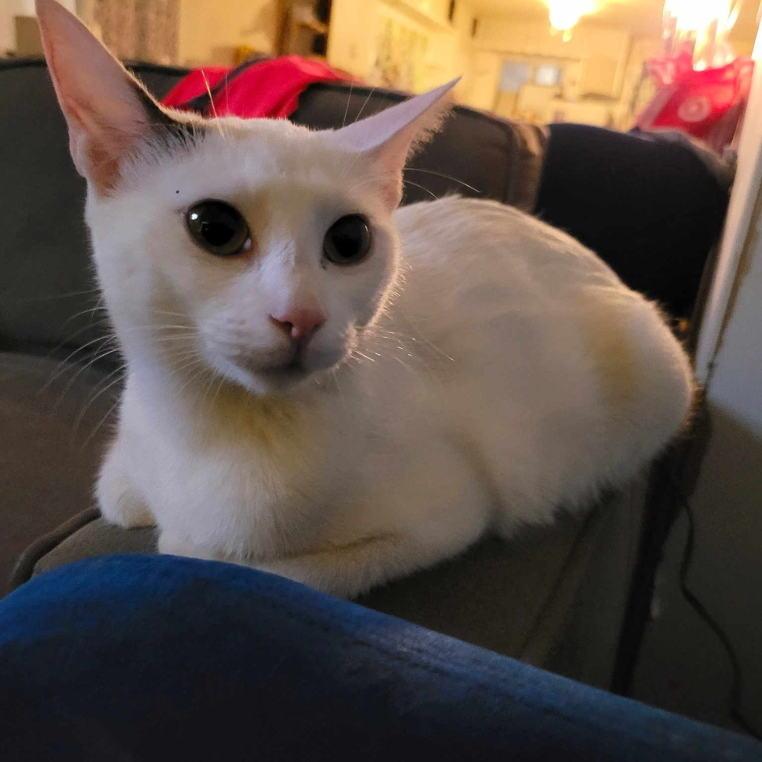 Paloma