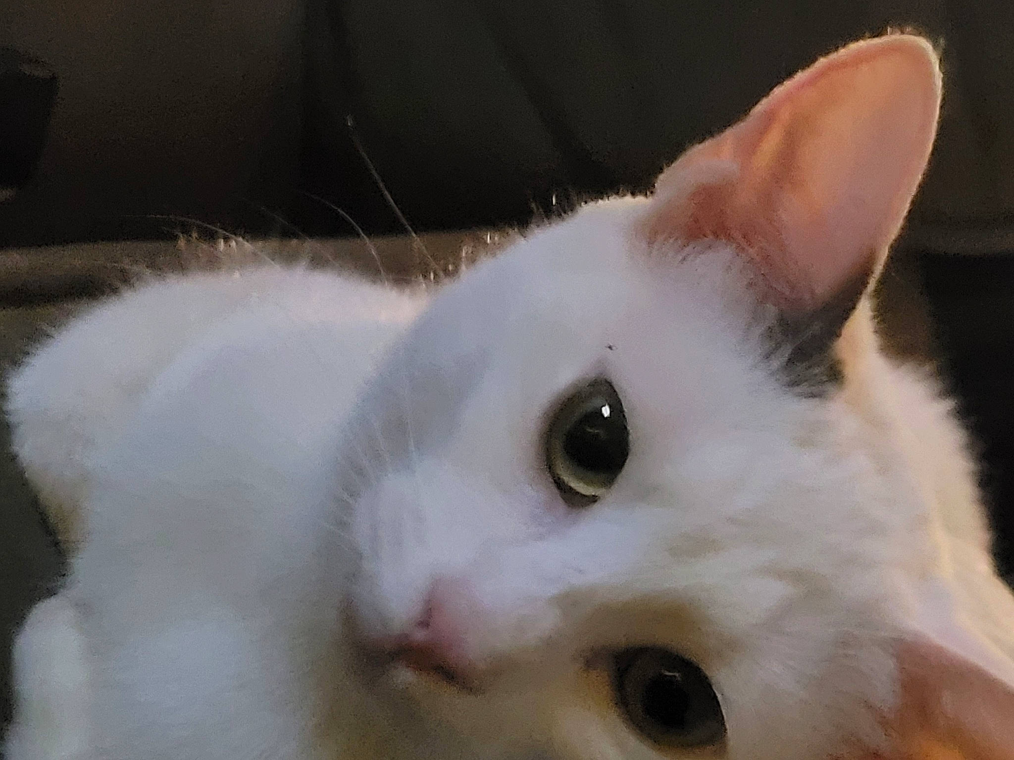 Paloma is registered to the contest to win money with this photo: carnivore, cat, domestic_short_haired_cat, ear, eye, eyelash, fawn, felidae, fur, head, small_to_medium_sized_cats, snout, tail, terrestrial_animal, whiskers