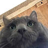 Percy joined the competition — help win amazing prizes! cat, gray_cat, close_up, green_eyes, wooden_background, indoor, pet, feline, whiskers, nose, ears, curious, blurred, looking_down, animal, face, fur, domestic_cat, close_range, head