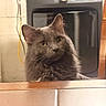 Percy joined the competition — help win amazing prizes! cat, gray_cat, fluffy, pet, indoor, kitchen, table, wooden_chair, curious, green_eyes, feline, domestic_animal, fur, whiskers, appliance, cable, home, background, looking, closeup