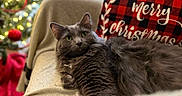 Percy joined the competition — help win amazing prizes! cat, gray_cat, feline, pet, indoor, couch, blanket, pillow, plaid, christmas, holiday, decorations, ornaments, tree, lights, cozy, relaxed, fur, green_eyes, home