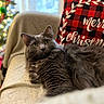 cat, gray_cat, feline, pet, indoor, couch, blanket, pillow, plaid, christmas, holiday, decorations, ornaments, tree, lights, cozy, relaxed, fur, green_eyes, home