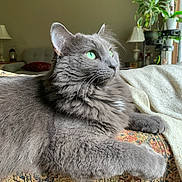 Percy is registered to the contest to win money with this photo: cat, gray_cat, green_eyes, fluffy_fur, indoor, couch, patterned_fabric, houseplant, lamp, window, cozy, relaxed, pet, feline, whiskers, fur, side_view, domestic_cat, resting, soft_light