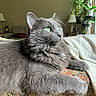 cat, gray_cat, green_eyes, fluffy_fur, indoor, couch, patterned_fabric, houseplant, lamp, window, cozy, relaxed, pet, feline, whiskers, fur, side_view, domestic_cat, resting, soft_light