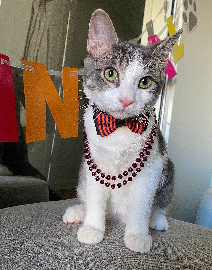 Jet joined the competition — help win amazing prizes! art, carmine, carnivore, cat, collar, domestic_short_haired_cat, door, fashion_accessory, fawn, felidae, fur, grey, leash, moustache, pattern, paw, small_to_medium_sized_cats, snout, tail, whiskers