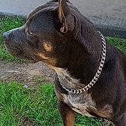 Rambo joined the competition — help win amazing prizes! dog, canine, pet, animal, grass, dirt, collar, chain, outdoor, alert, side_view, fur, ears, paw, muzzle, brown, black, tan, short_hair, nature