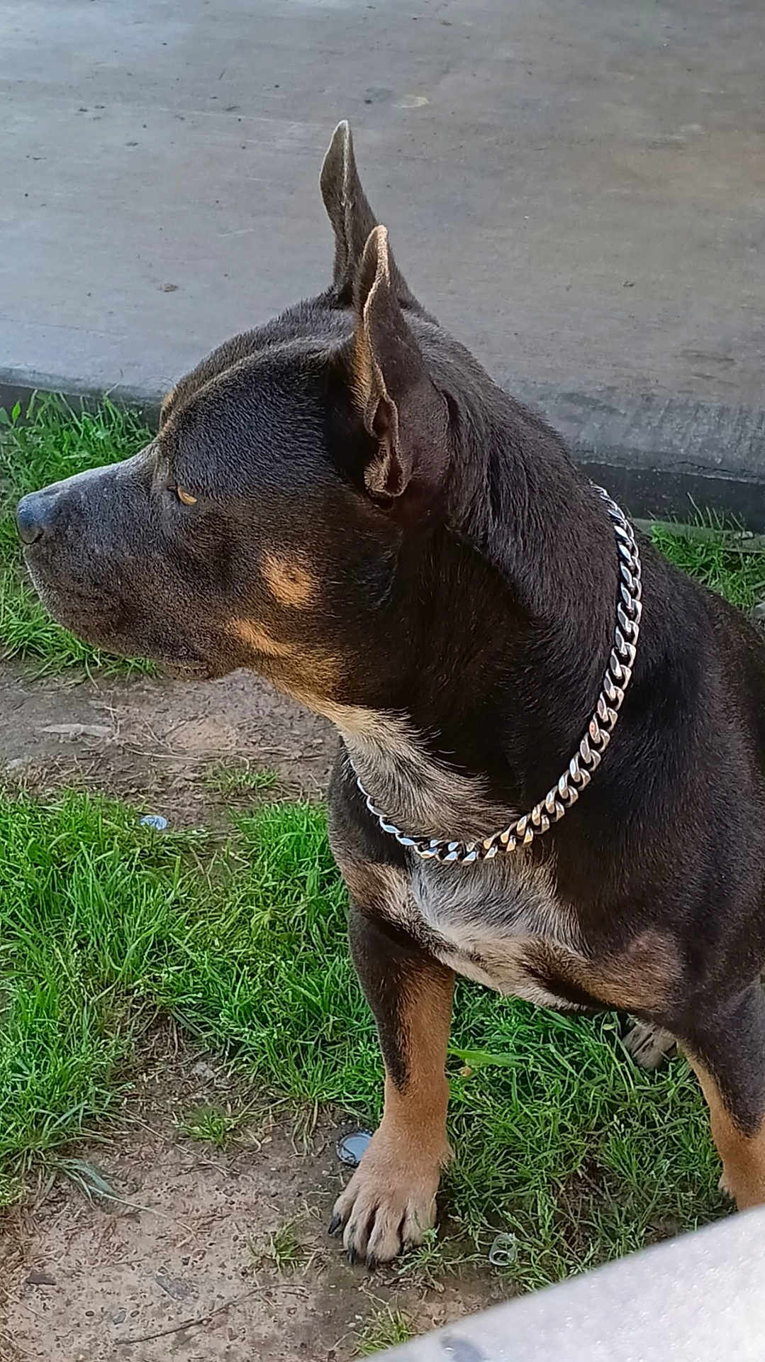 Rambo joined the competition — help win amazing prizes! dog, canine, pet, animal, grass, dirt, collar, chain, outdoor, alert, side_view, fur, ears, paw, muzzle, brown, black, tan, short_hair, nature