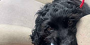 Benny joined the competition — help win amazing prizes! dog, black_dog, curly_fur, car_interior, car_seat, water_bottle, pet_bowl, cup_holder, red_leash, resting, close_up, pet_accessory, beige_seat, vehicle, pet, domestic_animal, seatbelt_buckle, leash, collapsible_bowl, travel