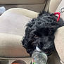 dog, black_dog, curly_fur, car_interior, car_seat, water_bottle, pet_bowl, cup_holder, red_leash, resting, close_up, pet_accessory, beige_seat, vehicle, pet, domestic_animal, seatbelt_buckle, leash, collapsible_bowl, travel