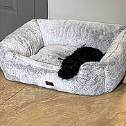 Benny is registered to the contest to win money with this photo: dog, pet_bed, black_dog, floor, tile_floor, indoor, resting, cozy, curious_eyes, gray_bed, small_dog, calm, comfort, door, wall, home, animal, laying_down, relaxed, quiet