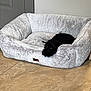 dog, pet_bed, black_dog, floor, tile_floor, indoor, resting, cozy, curious_eyes, gray_bed, small_dog, calm, comfort, door, wall, home, animal, laying_down, relaxed, quiet
