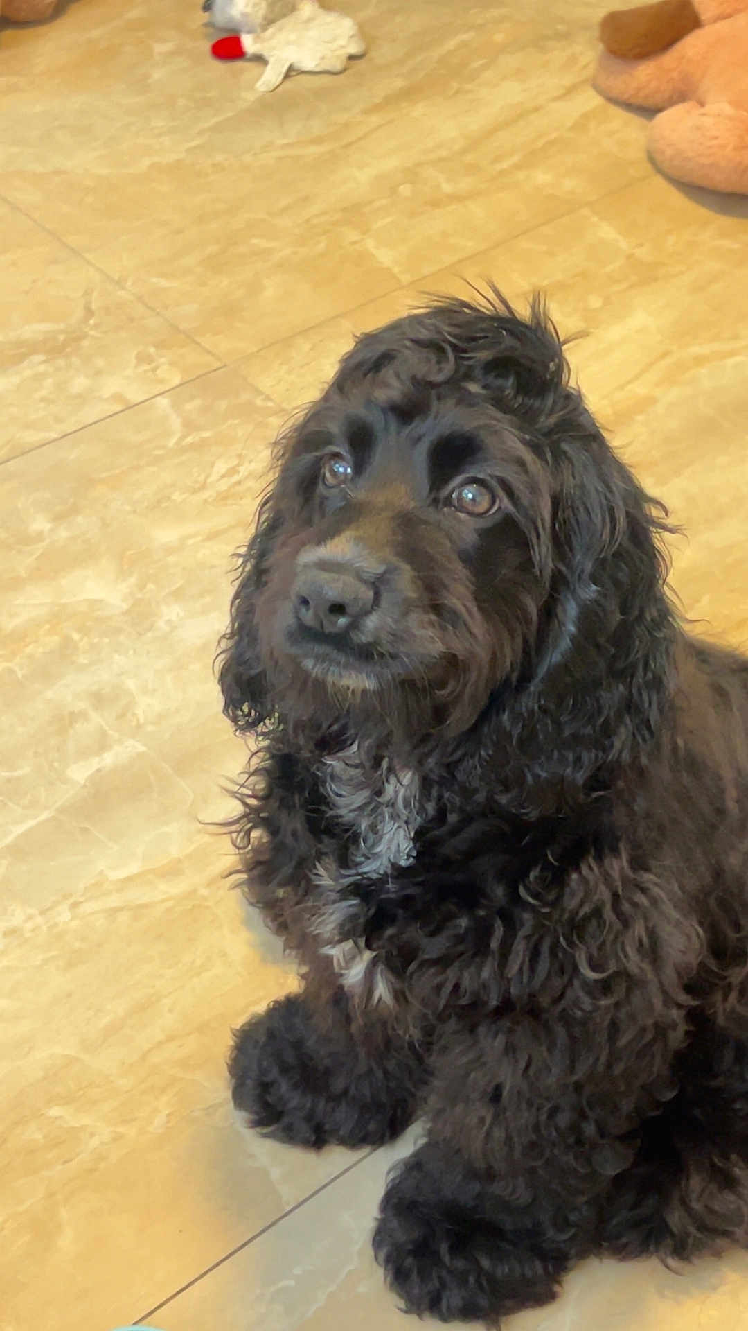 Benny joined the competition — help win amazing prizes! dog, black_dog, curly_fur, pet, indoor, floor, tile_floor, white_patch, sitting, looking_up, cute, animal, companion, fur, canine, domestic, young_dog, alert, curious, friendly