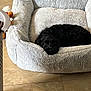 Benny joined the competition — help win amazing prizes! dog, pet_bed, black_dog, cozy, indoor, floor, tile_floor, resting, sleepy, curled_up, fluffy, comfortable, animal, canine, relaxing, home, domestic, fur, cute, quiet