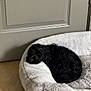 Benny joined the competition — help win amazing prizes! dog, black_dog, pet_bed, sleeping, indoor, floor, tile_floor, door, cozy, curled_up, resting, fur, canine, animal, domestic_animal, quiet, comfort, bed, napping, relaxation