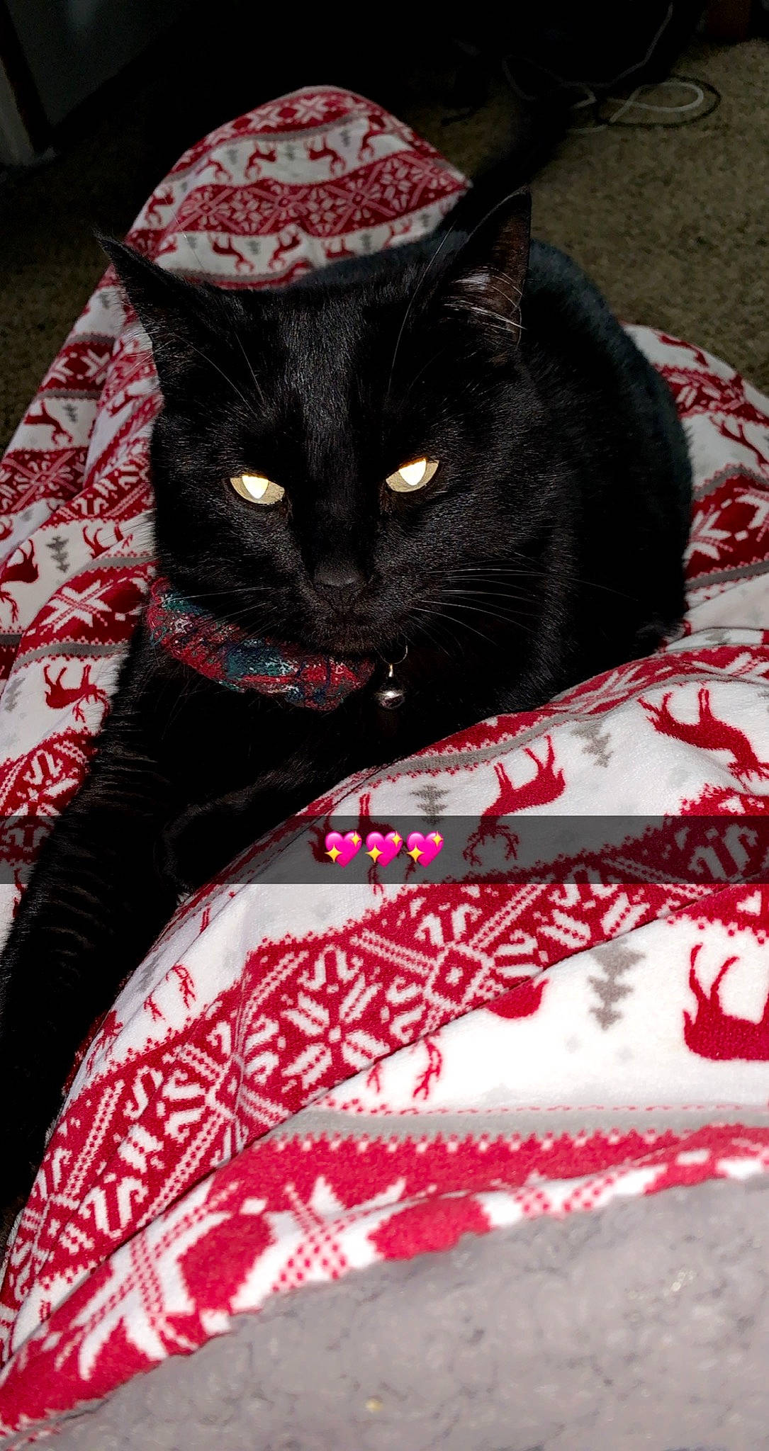 Monster is registered to the contest to win money with this photo: black, black_cat, bombay, carnivore, cat, cat_supply, comfort, domestic_short_haired_cat, felidae, fur, grey, hat, linens, magenta, pattern, plant, red, small_to_medium_sized_cats, textile, whiskers