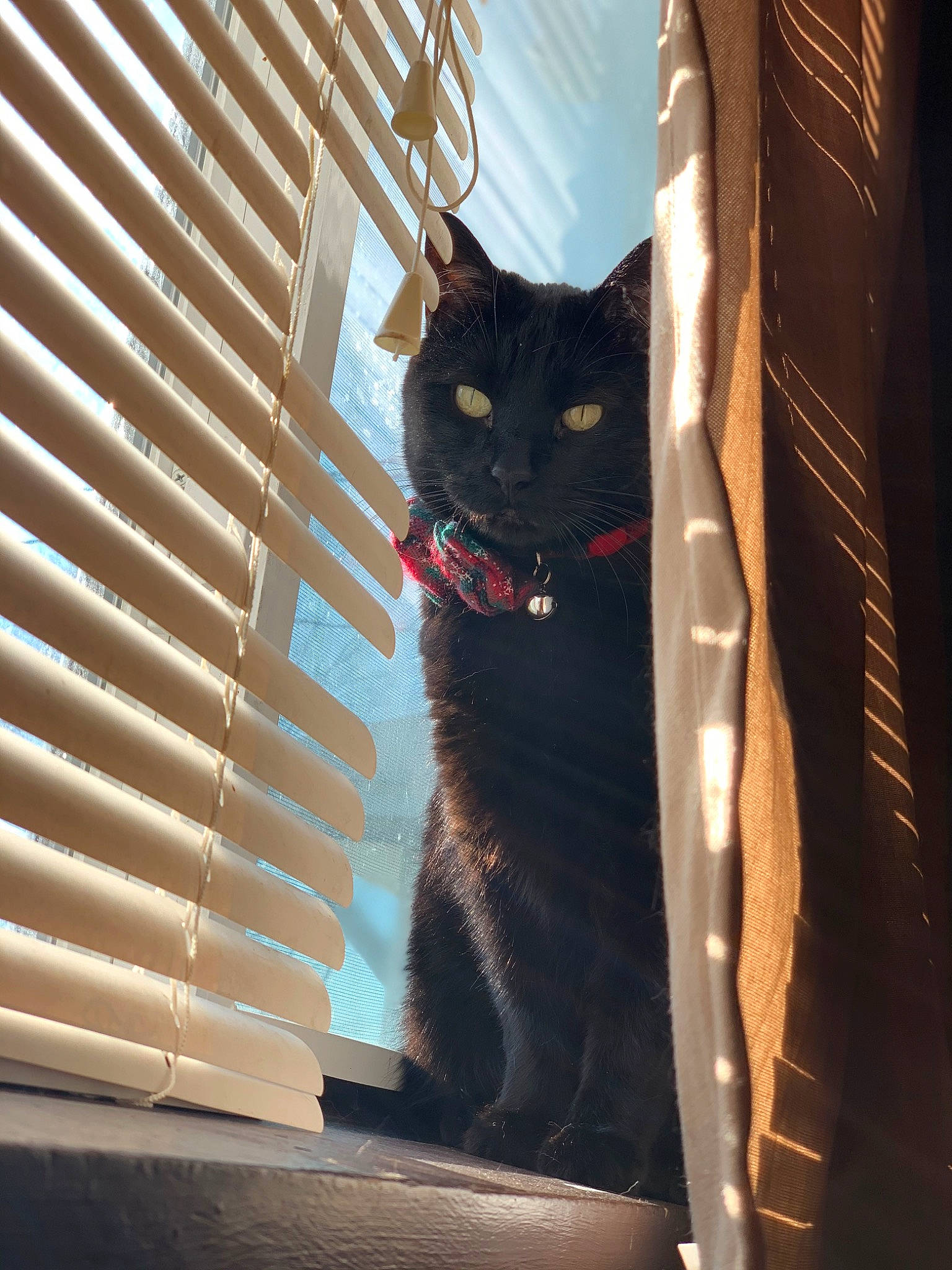 Monster is registered to the contest to win money with this photo: black_cat, carnivore, cat, domestic_short_haired_cat, felidae, fur, metal, shade, shadow, sitting, small_to_medium_sized_cats, snout, stairs, sunlight, tail, tints_and_shades, tree, whiskers, window, wood