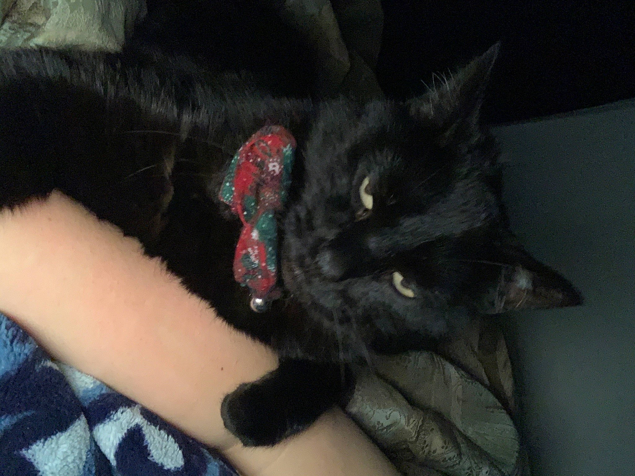 Monster is registered to the contest to win money with this photo: black_cat, bombay, carnivore, cat, claw, comfort, domestic_short_haired_cat, ear, eye, felidae, fur, gesture, human_body, human_leg, nail, small_to_medium_sized_cats, snout, tail, whiskers, wrist