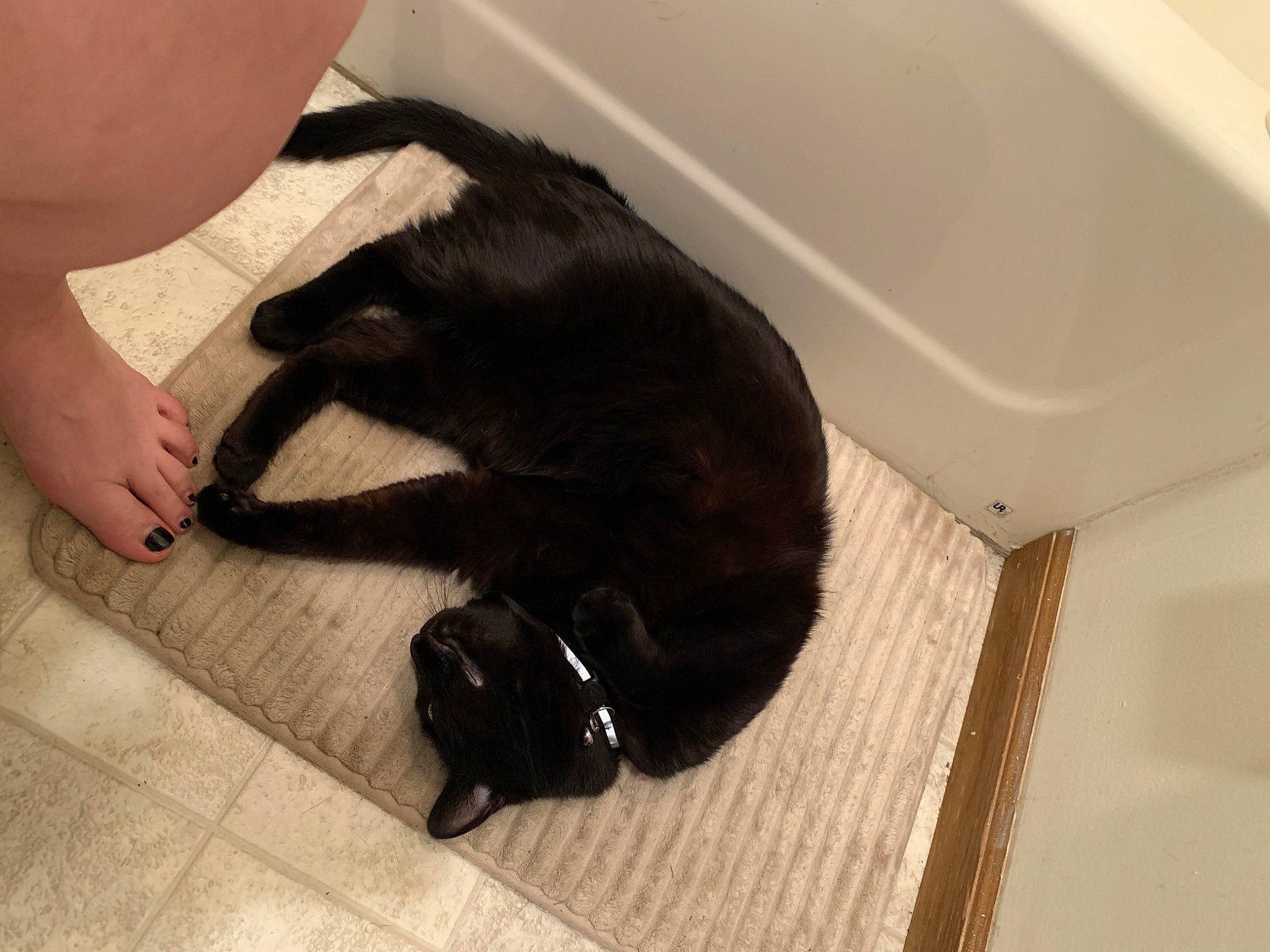 Monster joined the competition — help win amazing prizes! black_cat, bombay, carnivore, cat, comfort, companion_dog, dog_breed, fawn, felidae, floor, flooring, gesture, hardwood, human_leg, laminate_flooring, small_to_medium_sized_cats, snout, tail, whiskers, wood