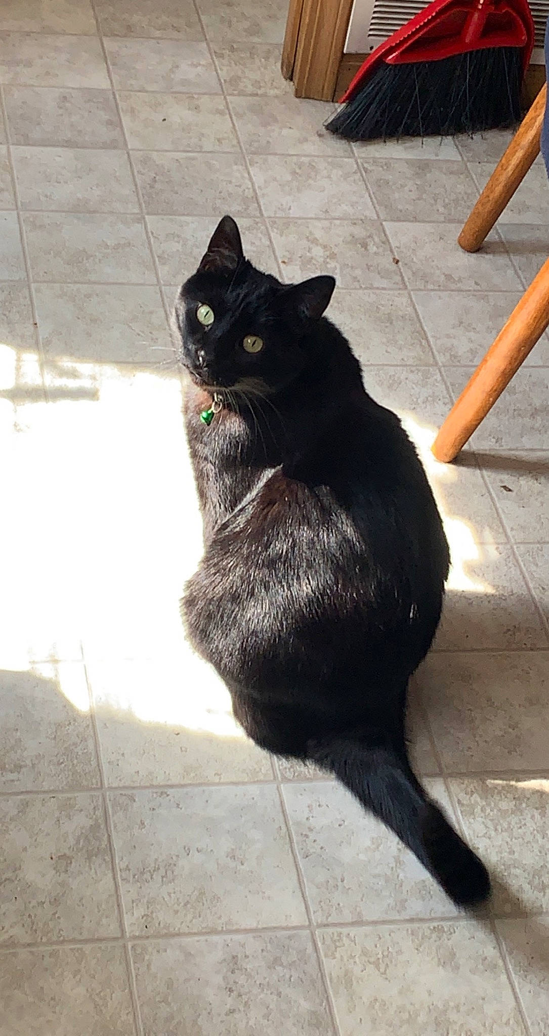 Monster is registered to the contest to win money with this photo: black_cat, bombay, carnivore, cat, claw, domestic_short_haired_cat, felidae, floor, flooring, fur, grey, leg, road_surface, shadow, small_to_medium_sized_cats, snout, tail, terrestrial_animal, tints_and_shades, whiskers