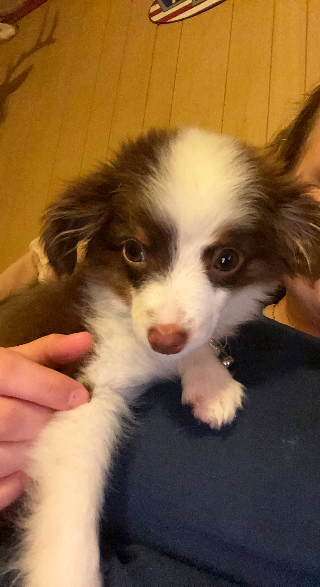 Chip is registered to the contest to win money with this photo: australian_collie, australian_shepherd, border_collie, bored, canidae, carnivore, companion_dog, dog, dog_breed, fur, herding_dog, miniature_australian_shepherd, snout, sporting_group, whiskers, working_animal, working_dog