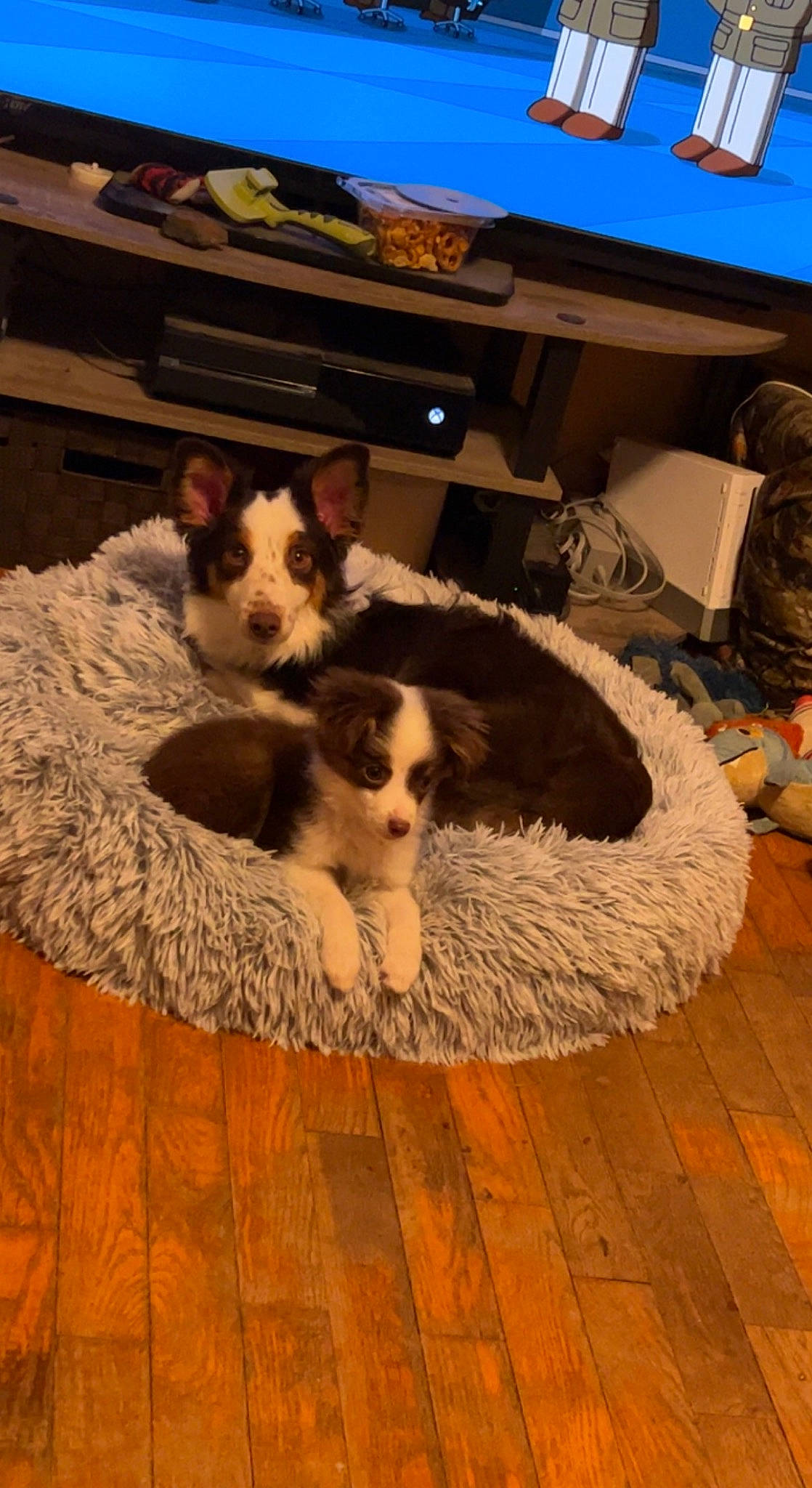 Chip is registered to the contest to win money with this photo: canidae, carnivore, comfort, companion_dog, couch, dog, dog_breed, fawn, felidae, flooring, fur, hardwood, living_room, small_to_medium_sized_cats, sporting_group, studio_couch, toy_dog, whiskers, wood, wood_flooring