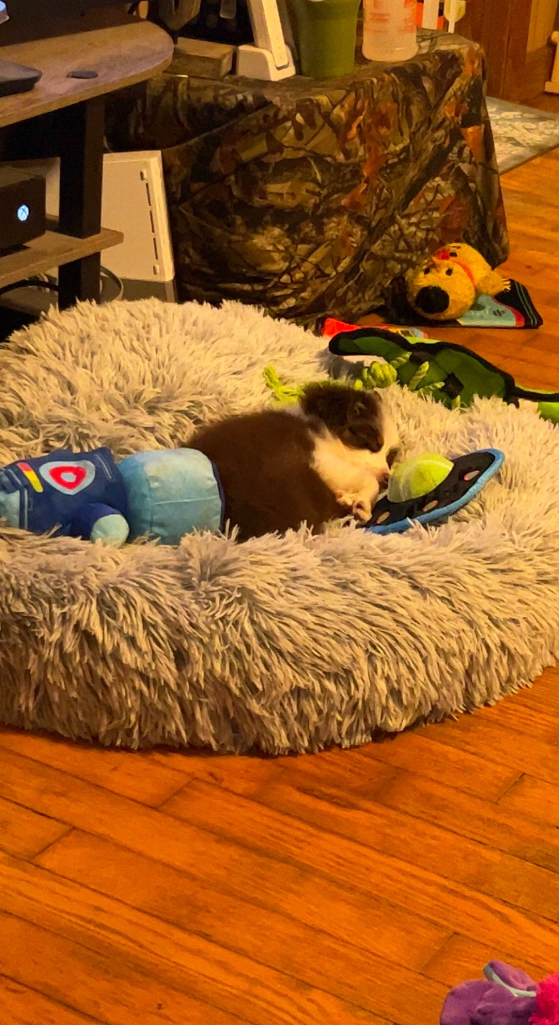 Chip is registered to the contest to win money with this photo: canidae, carnivore, comfort, companion_dog, couch, dog_breed, felidae, flooring, fur, grass, hardwood, laminate_flooring, mammal, room, small_to_medium_sized_cats, sporting_group, studio_couch, whiskers, wood, wood_flooring