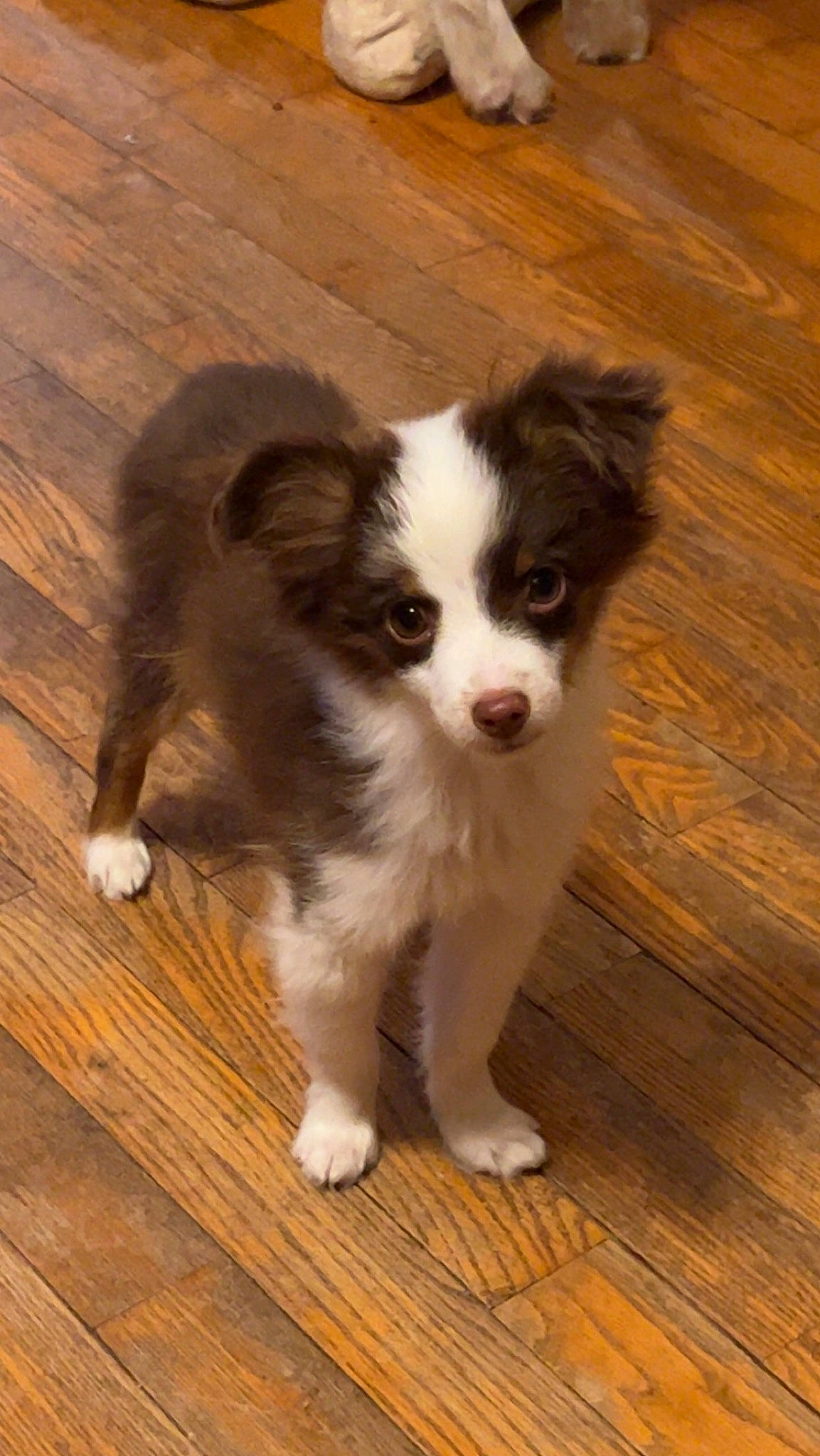 Chip joined the competition — help win amazing prizes! carnivore, companion_dog, dog, dog_breed, flooring, fur, hardwood, herding_dog, laminate_flooring, plank, sporting_group, terrestrial_animal, toy_dog, varnish, whiskers, wood, wood_flooring, wood_stain, working_animal, working_dog