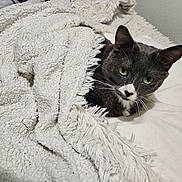 Oréo participe au concours pour gagner de l'argent avec cette photo : animal, bed, blanket, cat, cozy, cute, domestic_cat, fur, gray_cat, green_eyes, indoor, looking, pet, pillow, relaxed, resting, snuggled, soft_texture, whiskers, white_nose
