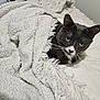 animal, bed, blanket, cat, cozy, cute, domestic_cat, fur, gray_cat, green_eyes, indoor, looking, pet, pillow, relaxed, resting, snuggled, soft_texture, whiskers, white_nose