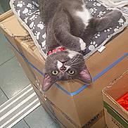 Oréo a rejoint le concours — aidez-le/la à gagner de superbes lots ! cat, gray_cat, white_paws, collar, cardboard_box, paw_print_cushion, upside_down, indoor, floor_tiles, curious, pet, animal, feline, resting, clutter, home, playful, looking_at_camera, whiskers, ears