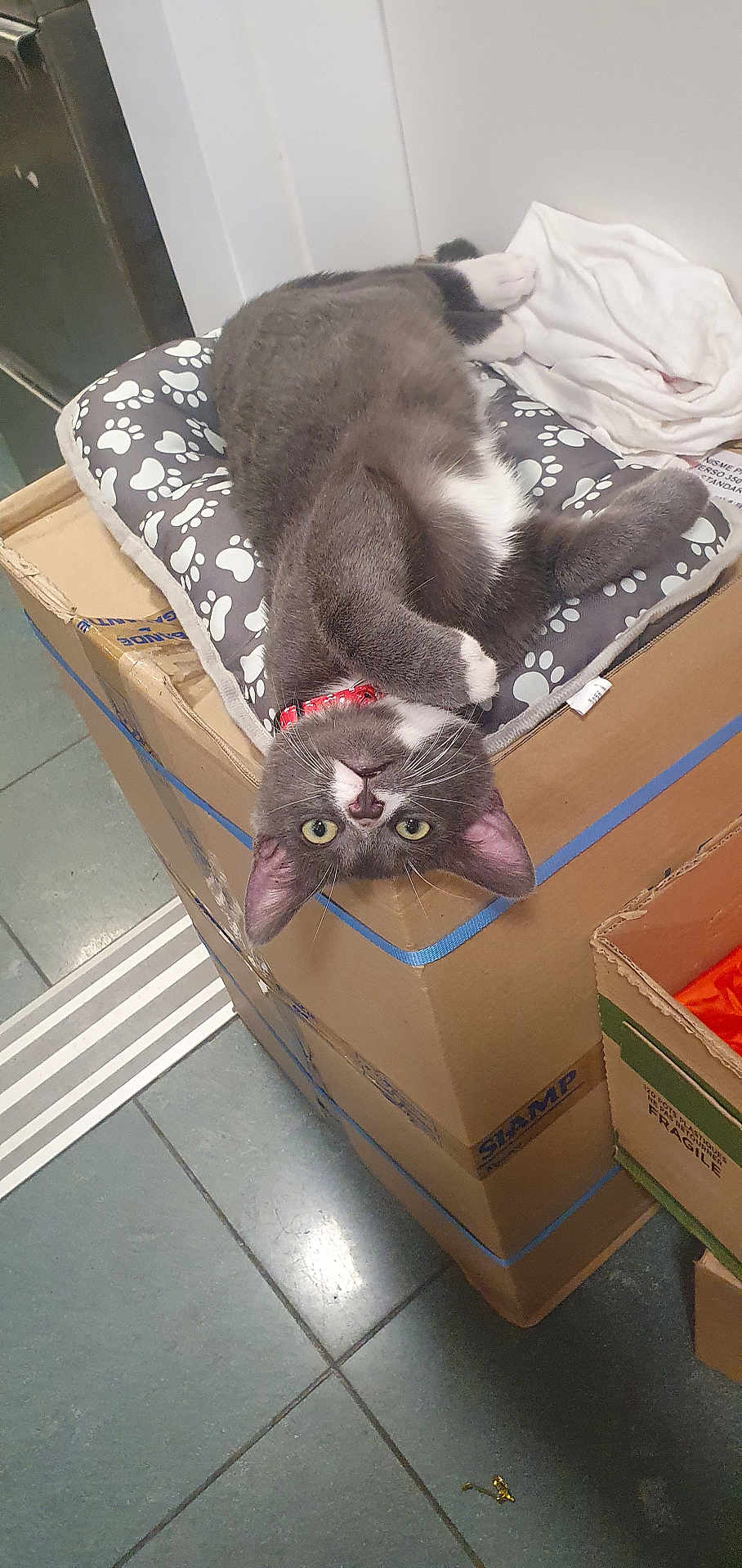Oréo a rejoint le concours — aidez-le/la à gagner de superbes lots ! cat, gray_cat, white_paws, collar, cardboard_box, paw_print_cushion, upside_down, indoor, floor_tiles, curious, pet, animal, feline, resting, clutter, home, playful, looking_at_camera, whiskers, ears